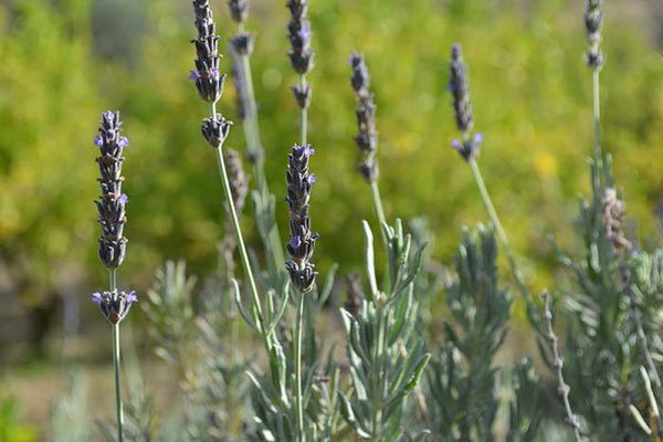 Spanish Spike Lavender. ANDALUZ Skincare Energising Spray - made with spanish lemon orange and lavender essential oils