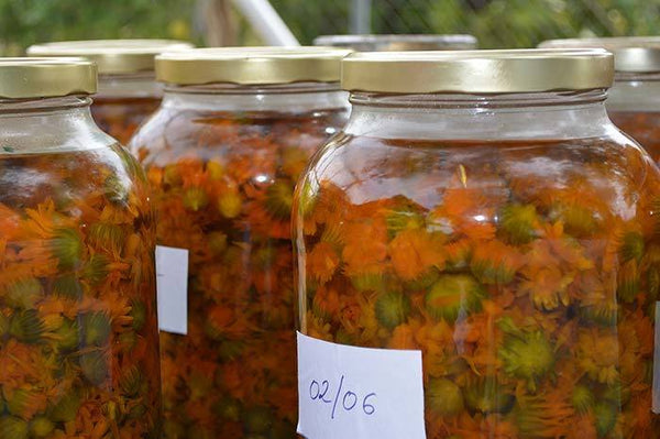 Andaluz Skincare Calendula flowers infusing in olive oil for our moisturizers