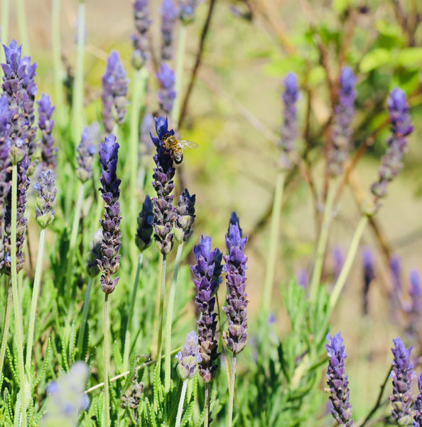 a bee on a branch of lavender growing in andalusia for andaluz skincare products